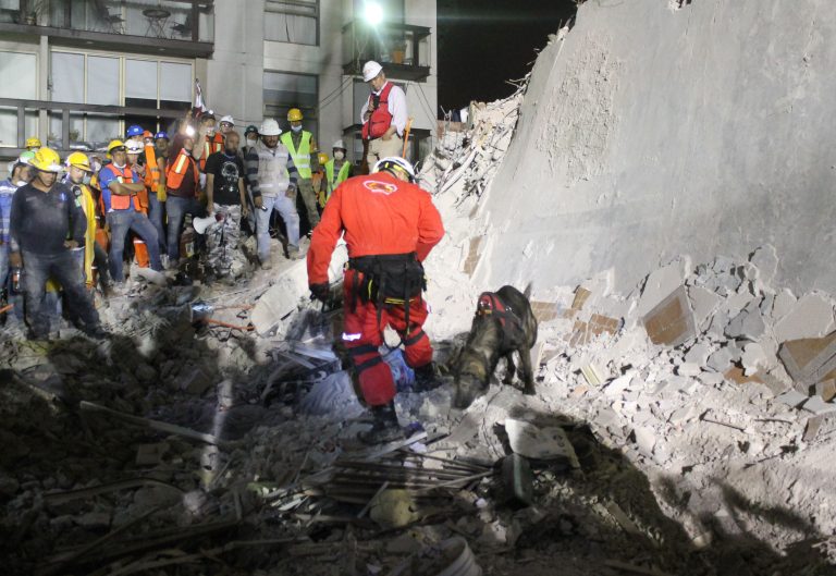 Binomio canino participa en localización de víctimas del sismo