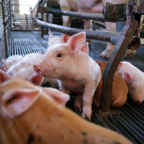 16025074502_4f5f55f729_z