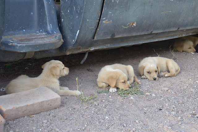 Proponen campaña de esterilización para animales de la calle