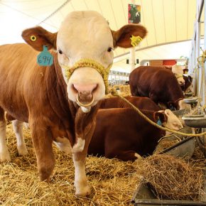 17292434001_5d286cb71b_z