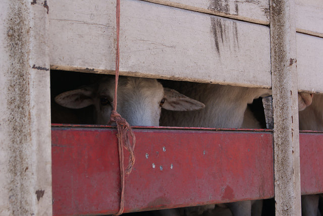 Proyectan rastro TIF para Jesús María en 2018