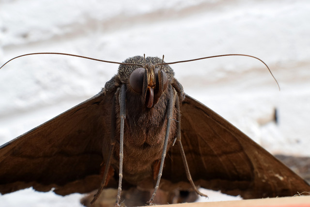 Biodiversidad: Mictlanpapalotl