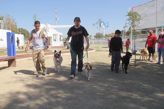Se debe fomentar desde la niñez el cuidado y atención que requieren las mascotas