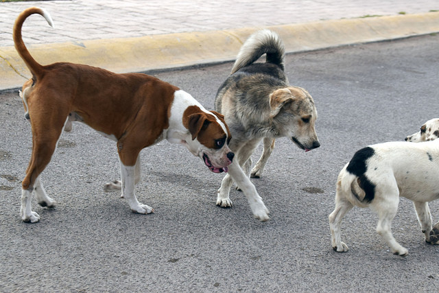 Es más barato esterilizar que sacrificar a los animales en el Centro de Control municipal