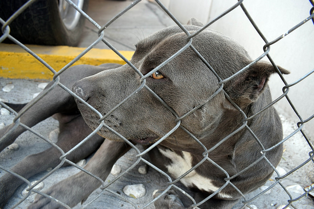 Aguascalientes está en deuda con los animales