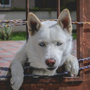 37571678502_2f75c08ecb_z