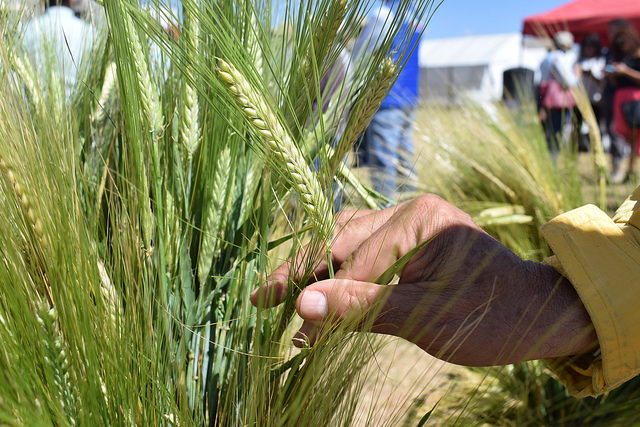 Promueven cultivo de cebada para producción de cerveza en Aguascalientes
