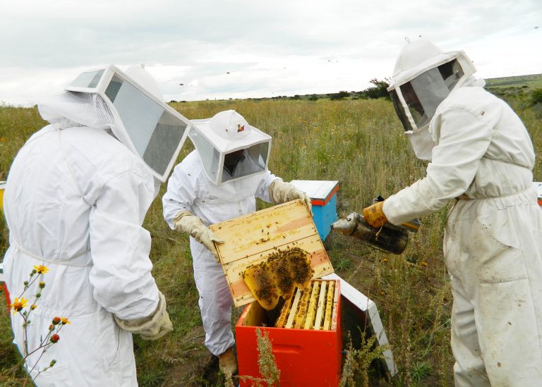 Diez madres de familia participan en programa de apicultura en El Llano