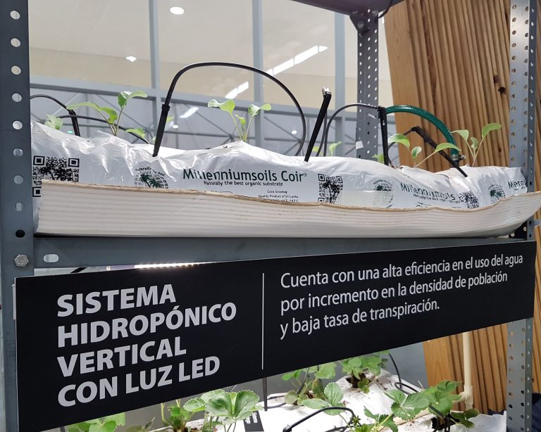Hidroponia, en el futuro de la agricultura en México