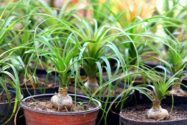 Finaliza etapa de Donación de Plantas