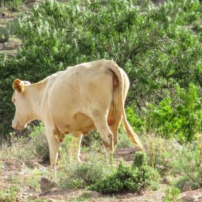 18191720814_2d17864e05_z