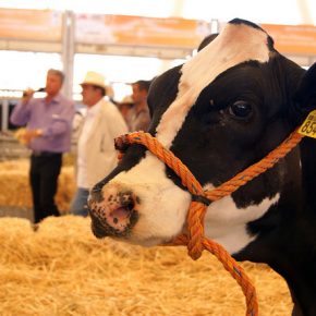 26676011826_09eea19679_z