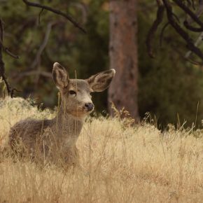 31899761905_83d9b92cc6_z