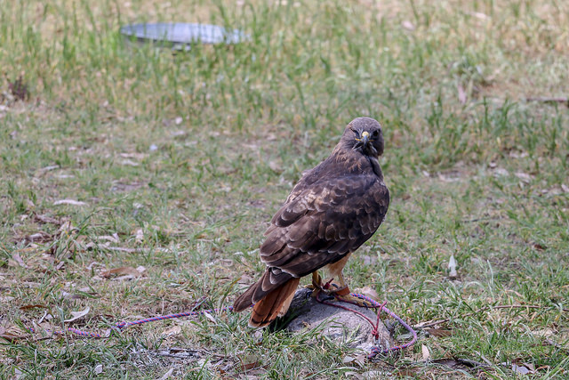 Taller de identificación de territorios de anidación del águila real
