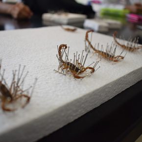 36967366756_36a652c84d_z