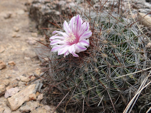 Biodiversidad: La lección