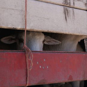 28094743763_87c66200bb_z