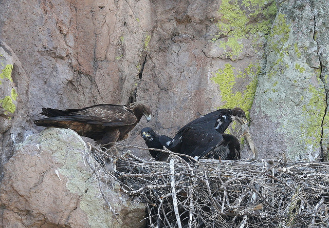 Liberan más de 60 animales silvestres
