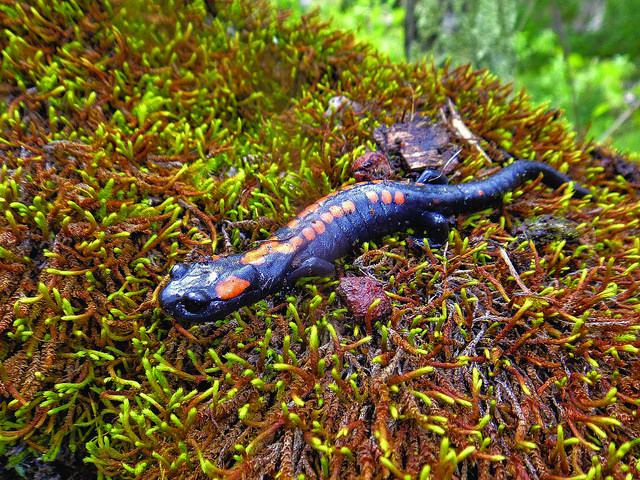 Biodiversidad: Salamandras