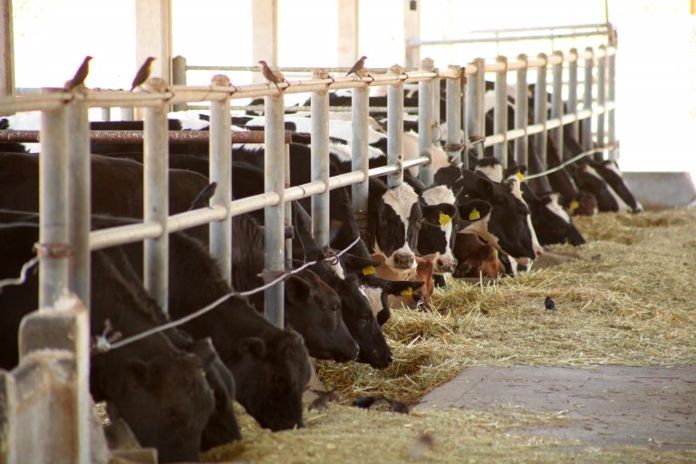 Investigación evalúa impacto de la calidad de la leche en la rentabilidad de unidades lecheras
