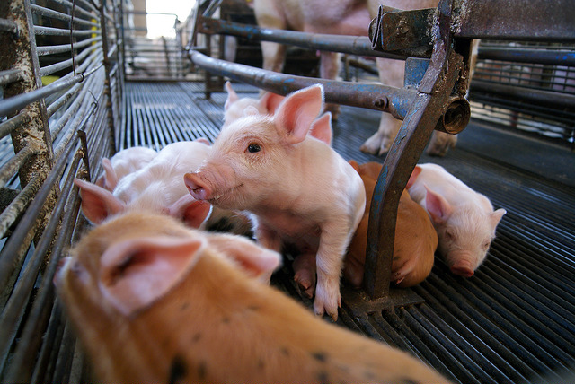 Matanza clandestina no está directamente relacionada con abigeato