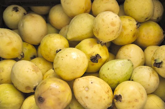 Aprueban diputados Punto de Acuerdo en beneficio de los productores de guayaba de Aguascalientes