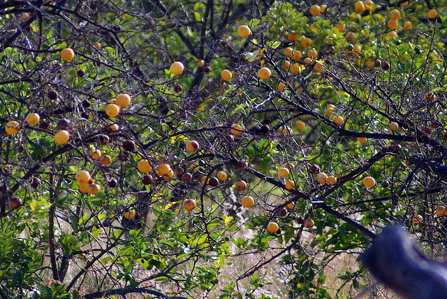 Apoyo a guayaberos de Calvillo para reactivar la planta