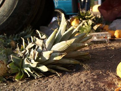 Proponen producción de bioetanol a partir de desechos de piña