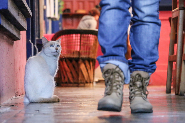 En esta temporada aumenta la solicitud de adopción de animales en Aguascalientes