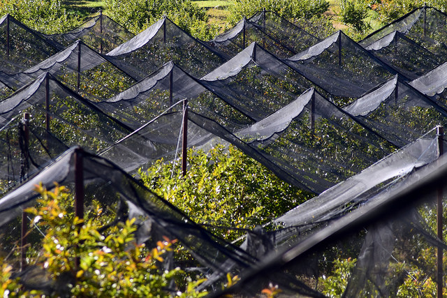 Entregan apoyos para la reactivación de 2 mil 130 hectáreas siniestradas