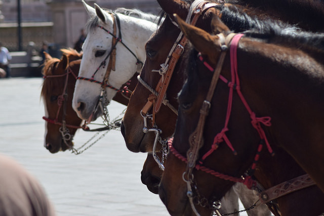 Aguascalientes fue sede de la VI Copa Criadores de Caballos de Conformación