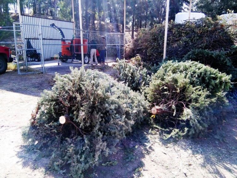 Abren centros de acopio para árboles naturales navideños