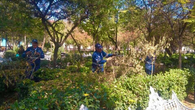 Medidas para combatir daños ocasionados a la vegetación por el frío en Aguascalientes