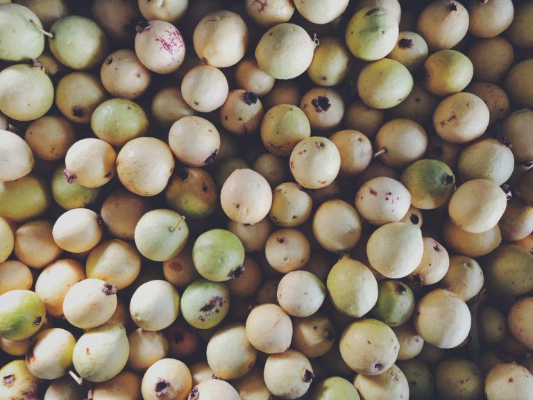 Apoya gobierno estatal con 9.8 millones de pesos a guayaberos afectados por heladas