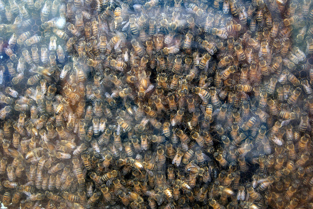 Aguascalientes es sede del Cuarto Encuentro Apícola del Altiplano Mexicano