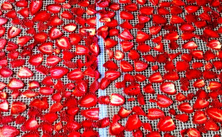 Aumentan hasta en 50 por ciento antioxidantes de la fresa