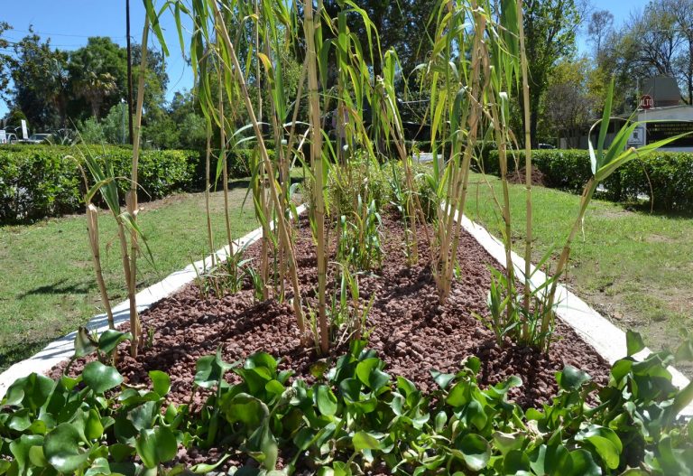 Imparten talleres para construir humedales