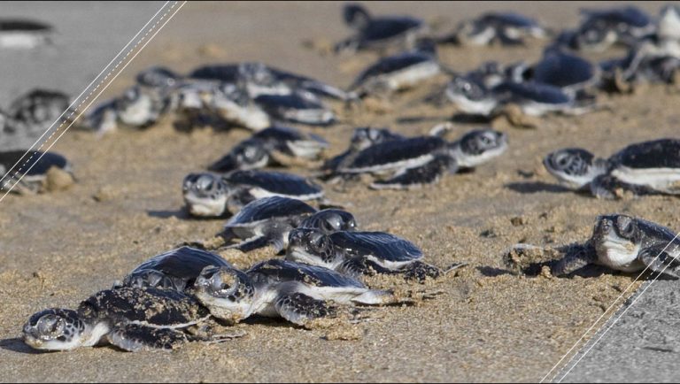 Las tortugas marinas están cada vez más cerca a la extinción