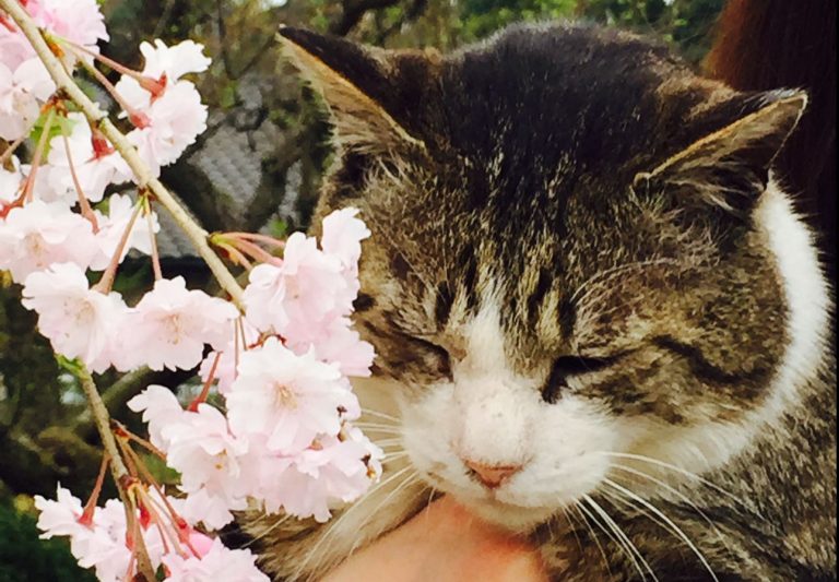 Águila o Sol. Japoneses en Aguascalientes | Mascotas en la cotidianidad japonesa