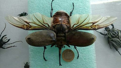 Una vida dedicada a los insectos