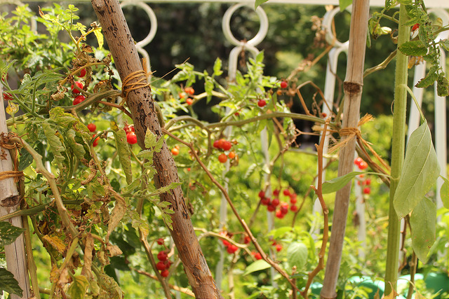 Habitantes de Jesús María, Aguascalientes reciben huertos familiares