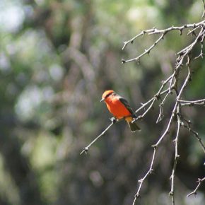 21820855746_e8d46cd98d_z