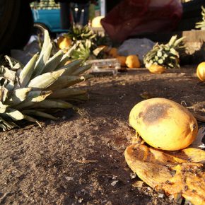 25182666625_29297cd47d_z