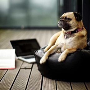 25975636587_bf54e66668_z