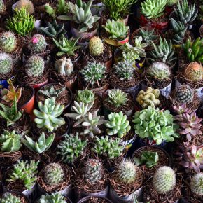 28023290854_20dc4c00cb_z