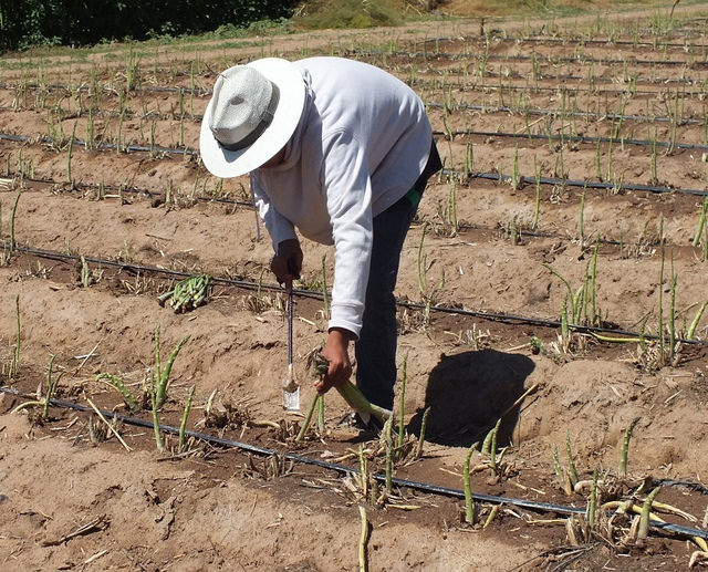 Instalan el Comité Sistema Producto Espárrago de Aguascalientes