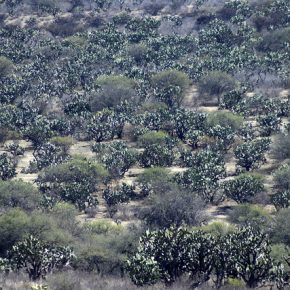 38581529540_99b4881b42_z