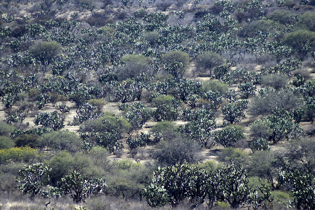 Instancias ambientales de Aguascalientes realizan operativo de vigilancia a áreas naturales