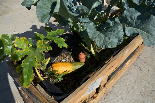 Promueven en Aguascalientes prácticas de autoconsumo con Huerto Familiar Biointensivo