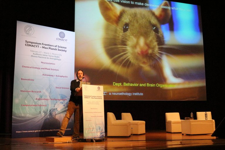 Investigan cómo ven las ratas para descifrar su comportamiento